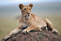 Framed Female lion on termite mound, Maasai Mara, Kenya