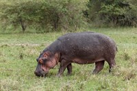 Framed Hippopotamus near riverside, Maasai Mara, Kenya