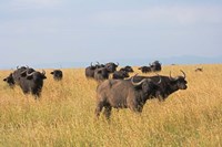 Framed African Buffalo (Syncerus caffer), Mount Kenya National Park, Kenya