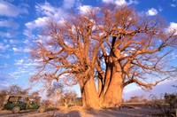 Framed Baobab, Okavango Delta, Botswana