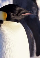 Framed Emperor Penguin, Antarctica