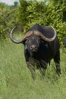 Framed Cape buffalo, Hwange National Park, Zimbabwe, Africa