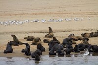 Framed Cape Fur Seal colony at Pelican Point, Walvis Bay, Namibia, Africa.