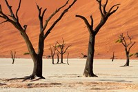 Framed Dead trees with sand dunes, Namibia