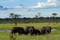 Framed Elephant, Zimbabwe