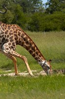 Framed Giraffe drinking, Giraffa camelopardalis, Hwange NP, Zimbabwe, Africa