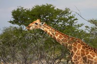 Framed Giraffe, Namibia