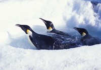 Framed Emperor Penguins in Dive Hole, Antarctica