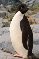 Framed Antarctica, Petermann Island. Adelie penguin