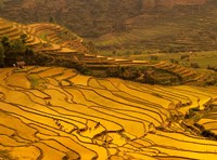 Framed Farmers Plant Rice, Luchun, Yunnan, China