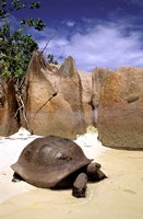 Framed Aldabran Giant Tortoise, Curieuse Island, Seychelles, Africa