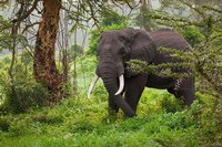Framed African elephant, Ngorongoro Conservation Area, Tanzania
