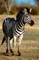 Framed Botswana, Chobe NP, Linyanti, Burchell's zebra