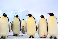 Framed Emperor Penguins, Atka Bay, Weddell Sea, Antarctica