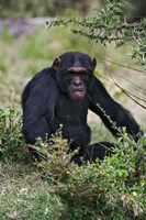 Framed Chimpanzee, Sweetwater Chimpanzee Sanctuary, Kenya