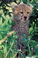 Framed Cheetah Cub, Masai Mara Game Reserve, Kenya