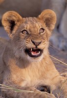 Framed Close-Up of Lion, Okavango Delta, Botswana