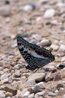 Framed Zebra Butterfly, Gombe National Park, Tanzania