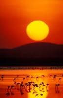 Framed Flock of Lesser Flamingos Reflected in Water at Sunrise, Amboseli National Park, Kenya