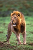 Framed Adult male lion, Masai Mara Game Reserve, Kenya