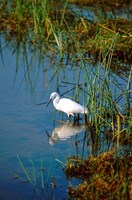 Framed Botswana, Okavango Delta. Egret wildlife