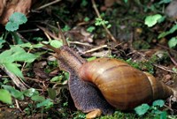 Framed Giant African Land Snail, Gombe National Park, Tanzania