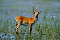 Framed Botswana, Okavango Delta, Red Lechwe wildlife