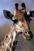 Framed Close-up of Giraffe Feeding, South Africa