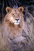 Framed African Lion, Botswana
