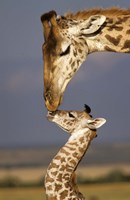 Framed Giraffe, Masai Mara, Kenya