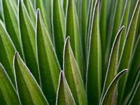 Framed Giant Lobelia rosette of leaves, Kenya