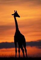 Framed Giraffe Silhouetted, Masai Mara Game Reserve, Kenya