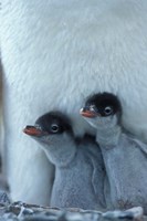 Framed Gentoo Penguin Chicks, Port Lockroy, Wiencke Island, Antarctica