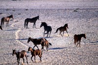 Framed Herd of Wild Horses, Namib Naukluft National Park, Namibia