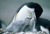 Framed Chinstrap Penguins, Deception Island, Antarctica