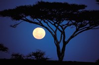 Framed Acacia Tree in Moonlight, Tarangire, Tanzania