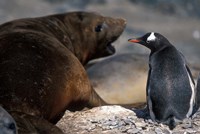 Framed Antarctica, Livingston Island, Gentoo penguin