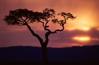 Framed Acacia Tree as Storm Clears, Masai Mara Game Reserve, Kenya