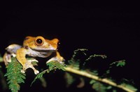Framed Frog in the Analamazaotra National Park, Madagascar