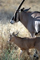 Framed Beisa Oryx and Calf, Kenya