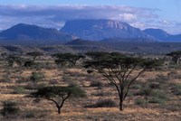 Framed Acacia and Distant Massif North of Mt Kenya, Samburu National Reserve, Kenya