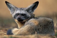 Framed Bat Eared Fox Rests on Savanna, Masai Mara Game Reserve, Kenya