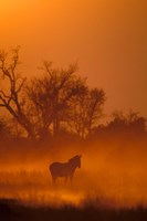 Framed Burchell's Zebra at Sunset, Okavango Delta, Botswana