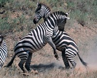 Framed Fighting Burchell's Zebra, Serengeti, Tanzania
