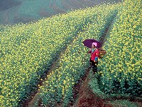 Framed Chinese Woman Walking in Field of Rapeseed near Ping' an Village, Li River, China