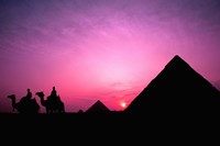 Framed Colorful Sunset Silhouetting Men and Camels at the Great Pyramids of Giza, Egypt