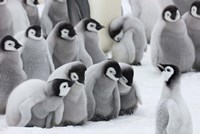 Framed Emperor Penguins on ice, Snow Hill Island, Antarctica