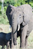 Framed African bush elephant, Maasai Mara, Kenya