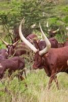 Framed Close Up of Ankole-Watusi cattle, Mbarara, Ankole, Uganda