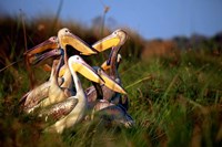 Framed Botswana, Okavango Delta. Pink-backed Pelican birds